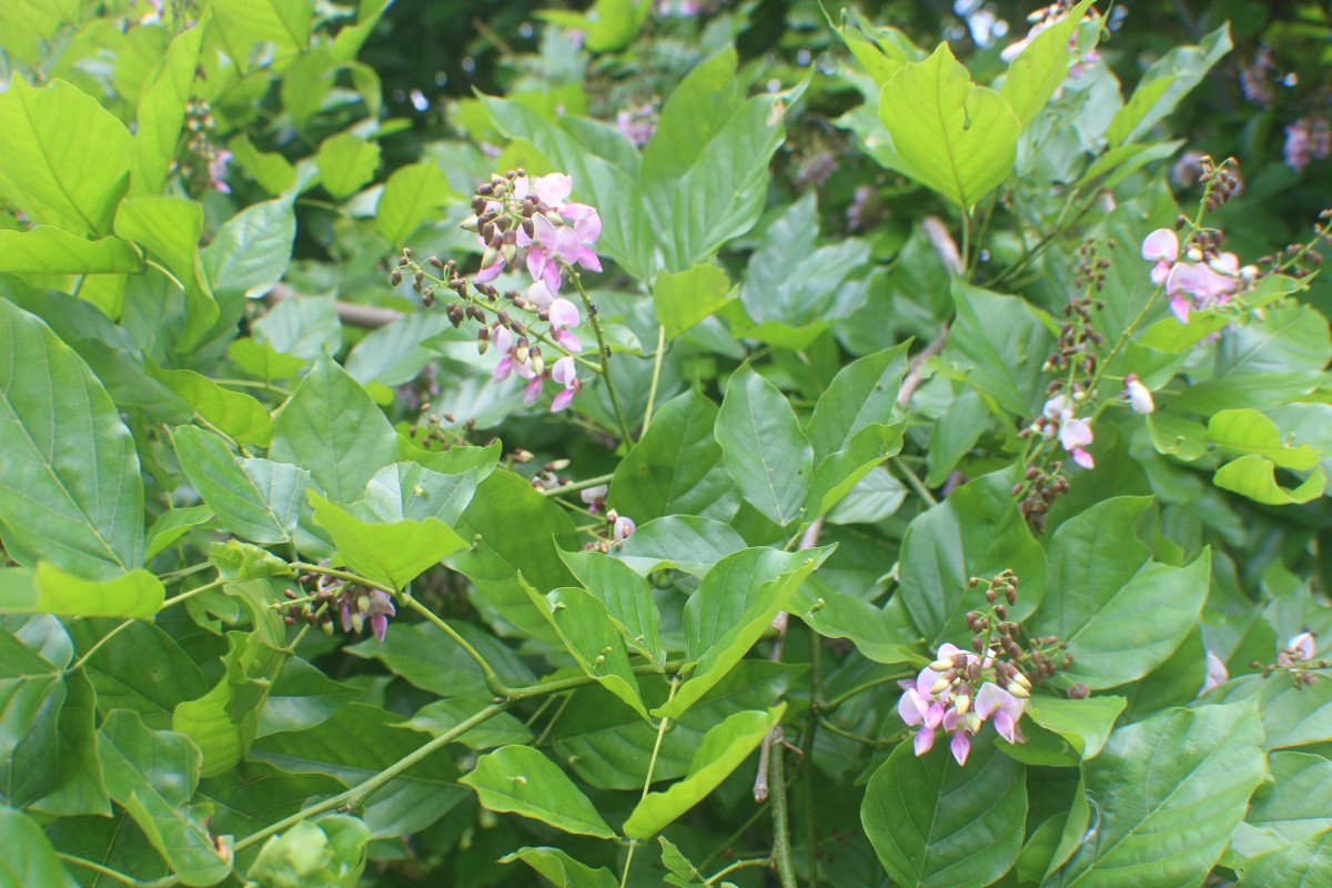 Pongamia pinnata (L.) Pierre